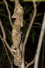 leaf-tailed gecko on tree